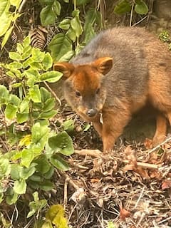 Visitemos juntos el bosque de Chiloé y su fauna