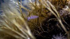 当地浮潜体验：探索马略卡岛的海洋生物