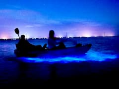 Bioluminescence Peak Glow de Merritt Island