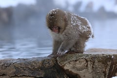 从白马Echo Land出发：雪猴、善光寺和清酒