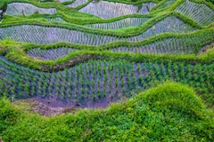 巴厘岛私人之旅：探索乌布和稻田