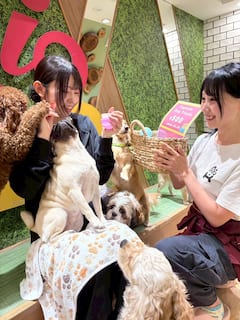 Interactúa con perros juguetones en un café de Asakusa