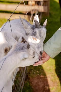 Día de cepillar vacas de las Tierras Altas en una granja con transporte