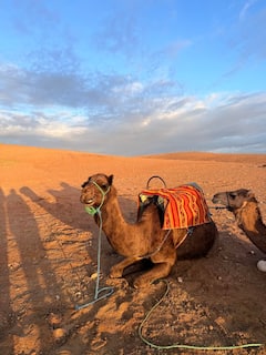 Promenade à dos de chameau au coucher du soleil dans le désert de Marrakech et dîner-spectacle