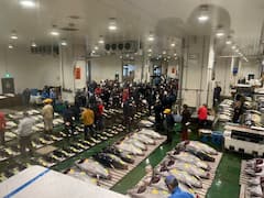 Subasta de atún en Toyosu: visita exclusiva y bentō