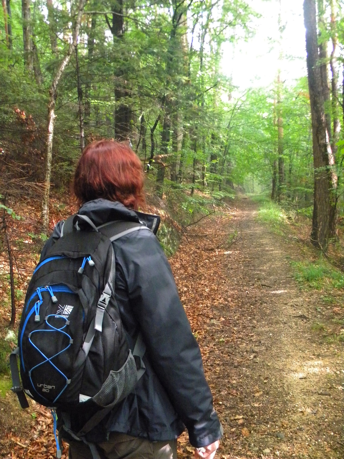 Erkunde den Wald mit einem Naturkundler in Brasov