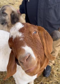 Recorre la granja con cabras felices: hora feliz con cabras