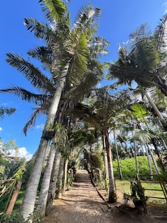 Camina entre palmeras de cera