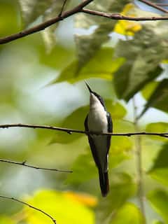 Una introducción a las aves de Quepos