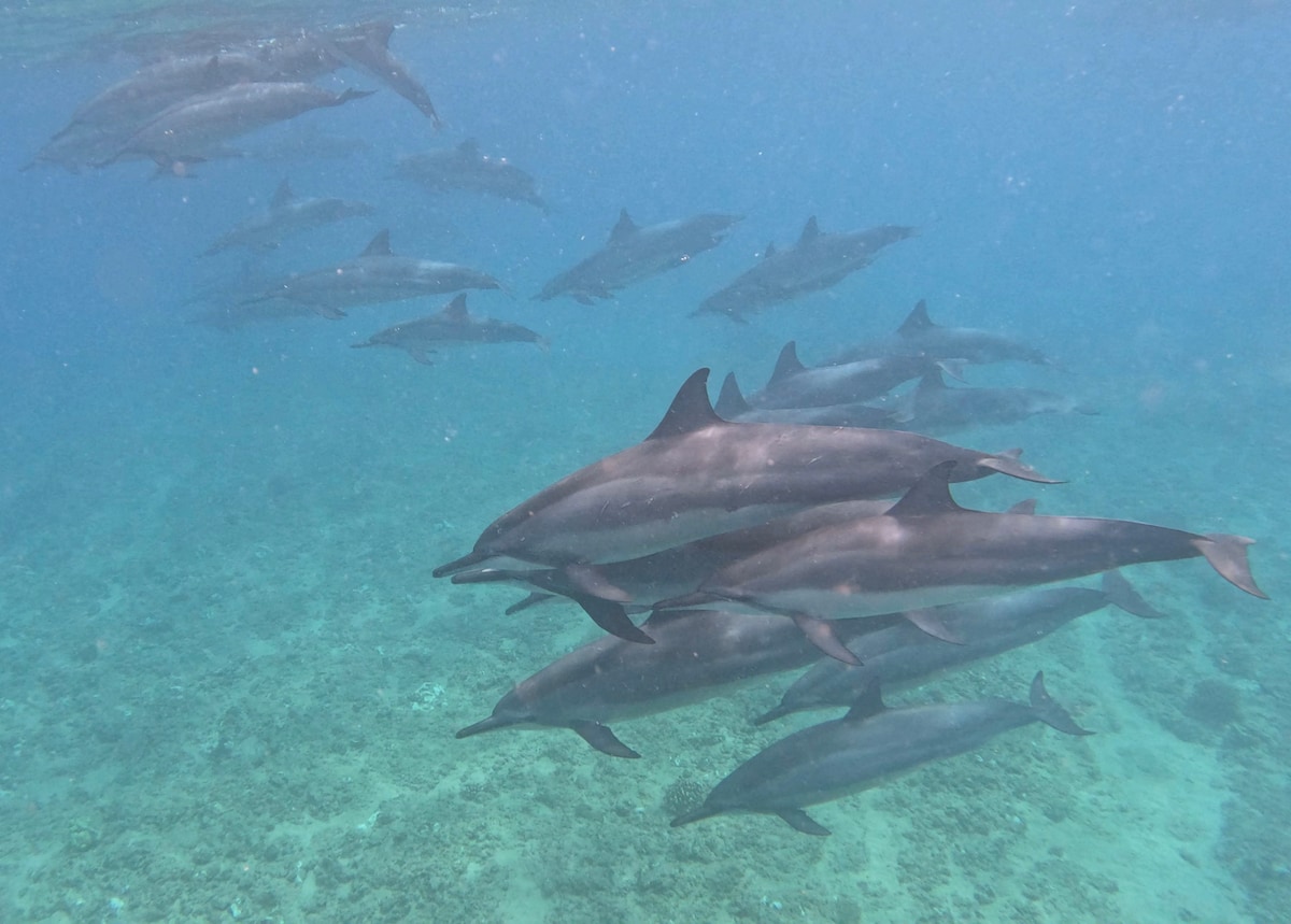 Explorez le meilleur spot de snorkeling d'Oahu