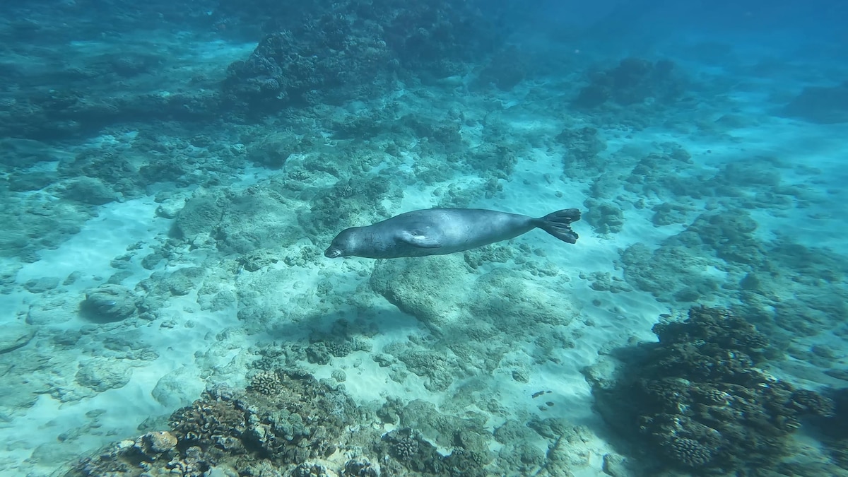 Explorez le meilleur spot de snorkeling d'Oahu