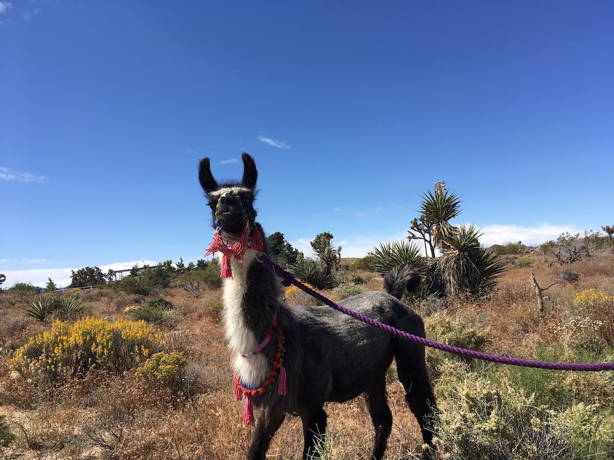Walk the high desert with a rescued llama