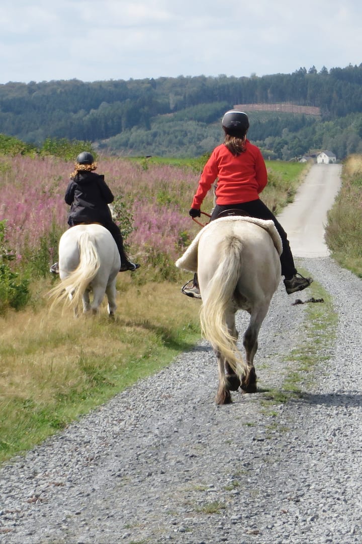 ცხენების სამყაროს გაცნობა