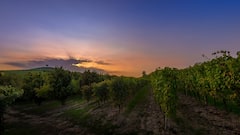 Visita una pequeña bodega de las Langhe