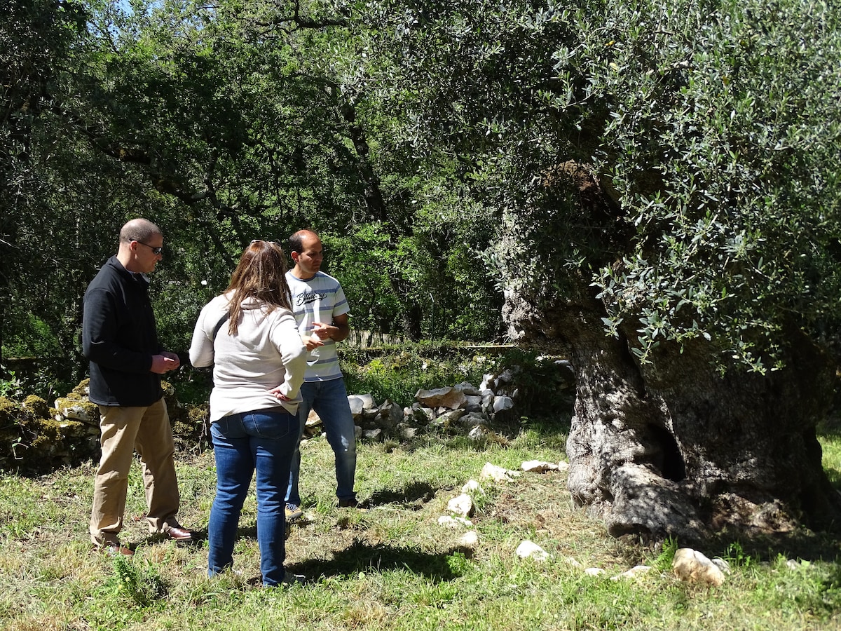 Learn & taste about the best portuguese olive oils