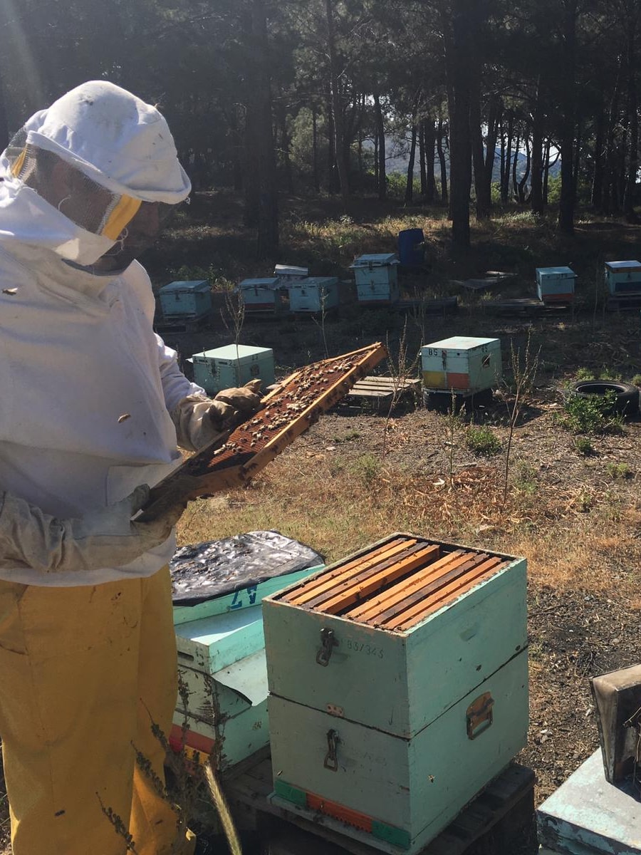 Explore the bee world