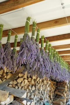 Harvest lavender in a serene orchard
