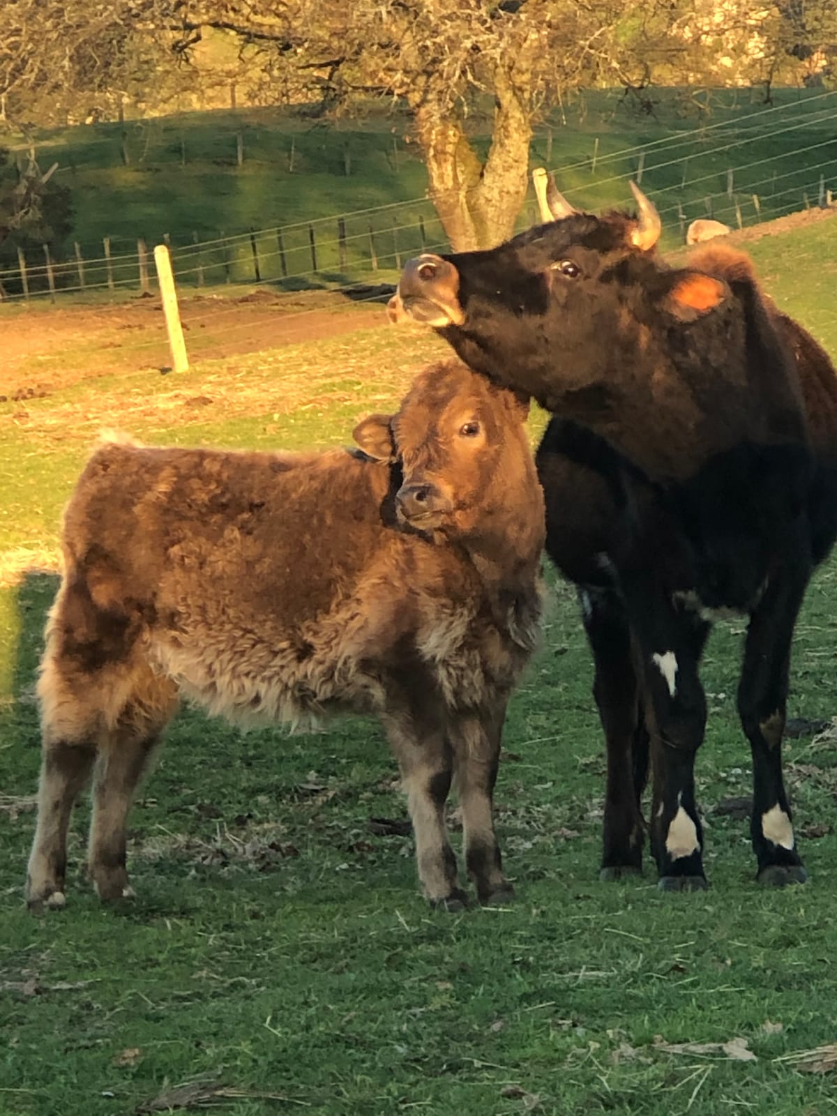 Meet and Feed Farm Animals