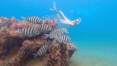 Explora el Snorkel Trail en Palm Beach