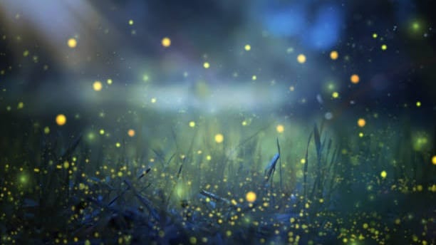 Explore Oldest village & Magical Fireflies Tour