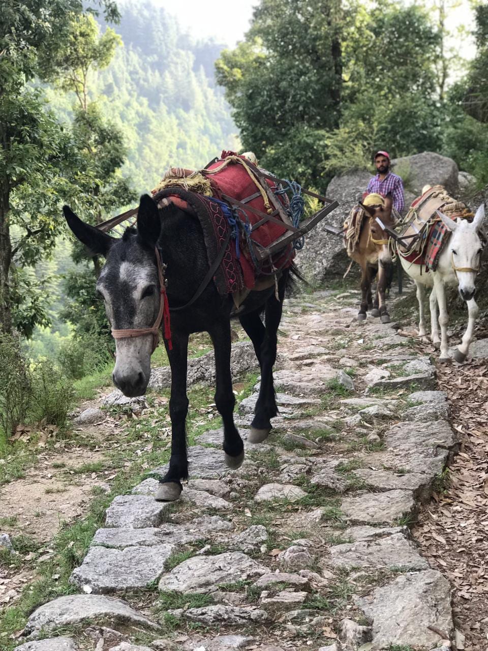 Nature Walk - hills, mountain village, locals