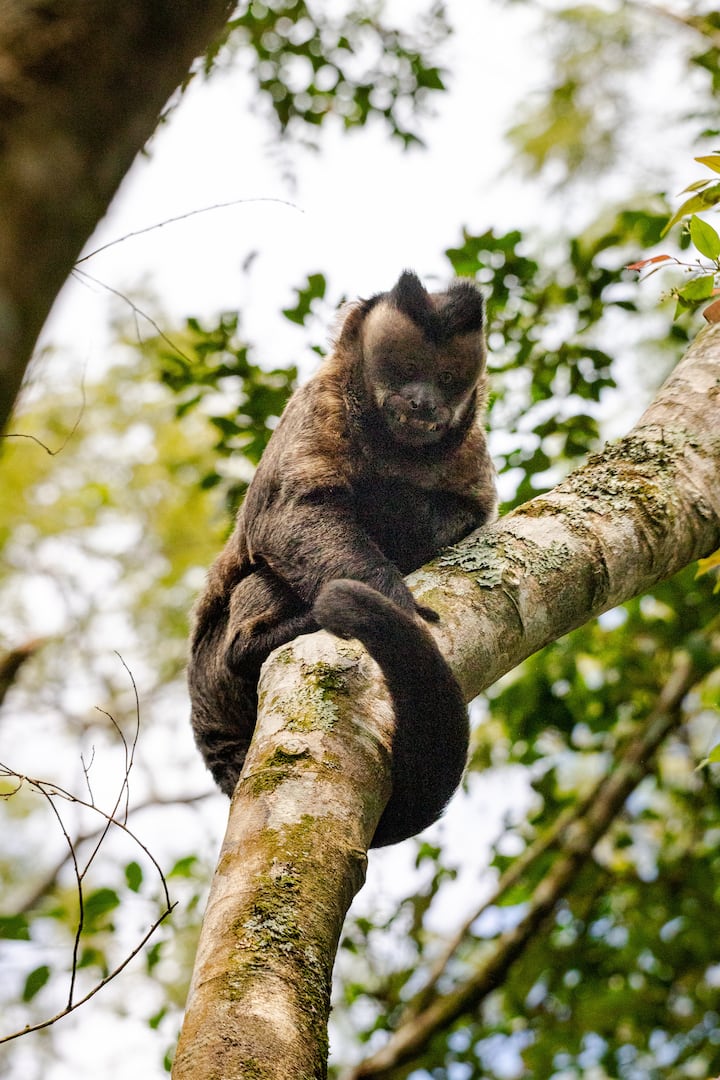 Tour privado por la selva de Tijuca