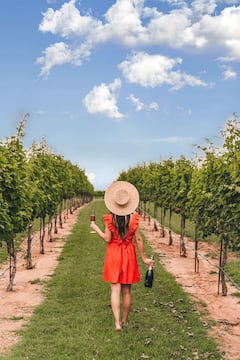Ruta de vino con degustaciones incluidas en 3 bodegas