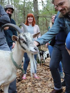 Hike with Alpine dairy goats at Ten Apple Farms