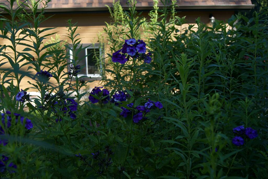 Découvrez les milles et unes petites merveilles naturelles du Chalet, selon la saison...