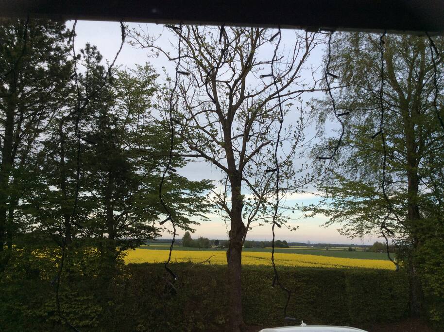 Landscape around the house