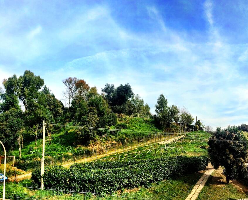 La bella vista sul verde dal bolconcino