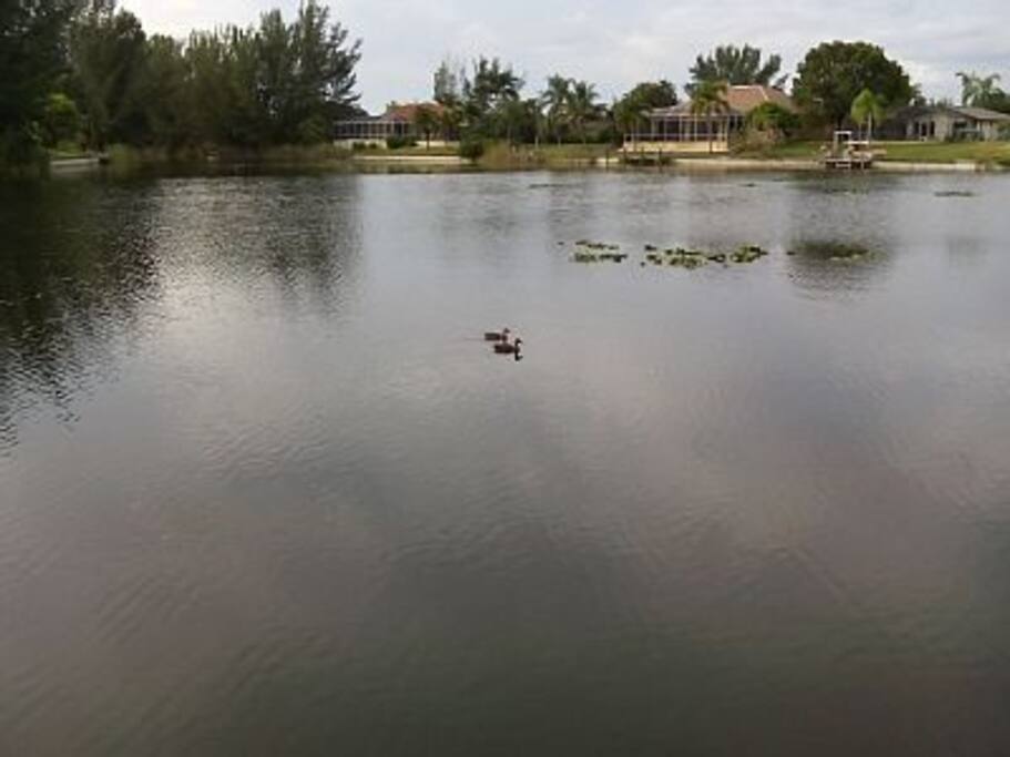 Backyard-lake front Peaceful and serene, a nature lovers paradise!!!!