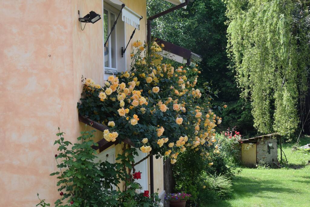 La rosa all'ingresso