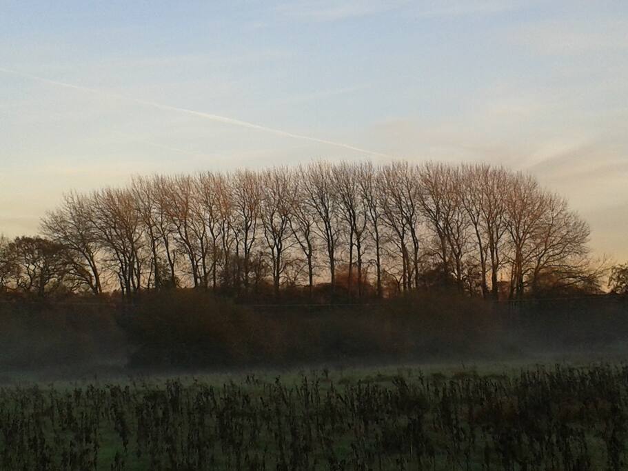 The alder trees of Albourne