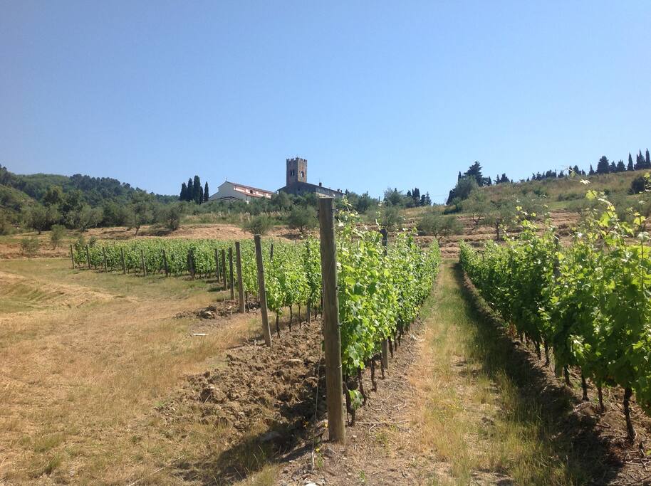 Vineyards