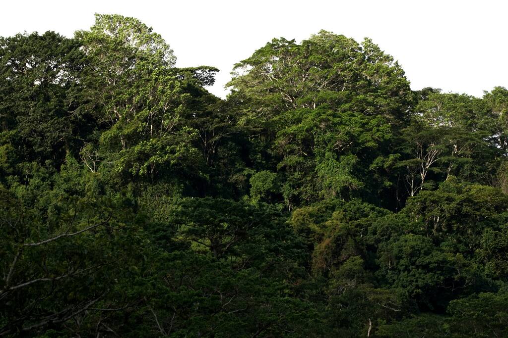 The small forest, El Tunjo.