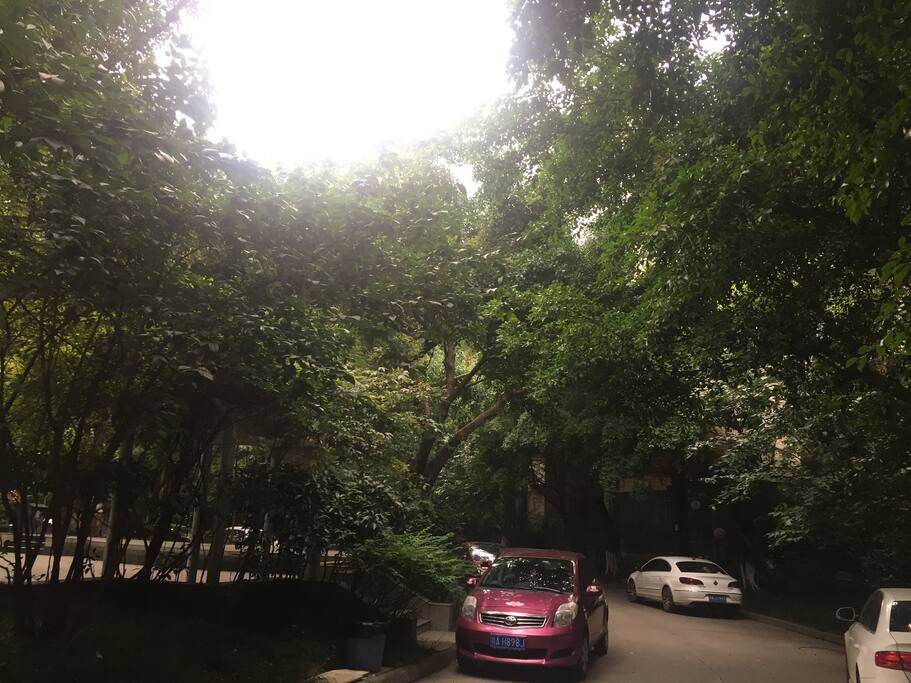 小区绿荫茂密 树多到看不到楼