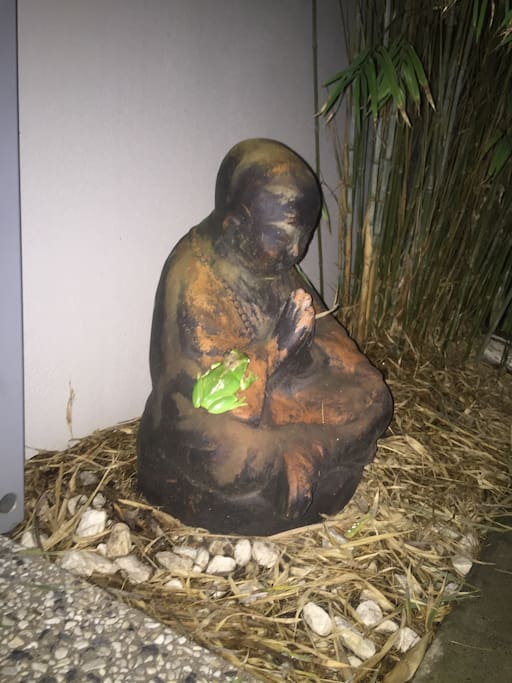 Froggy in the garden