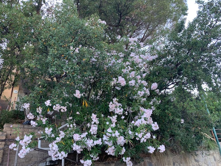 The Tree House - Castiglione della Pescaia