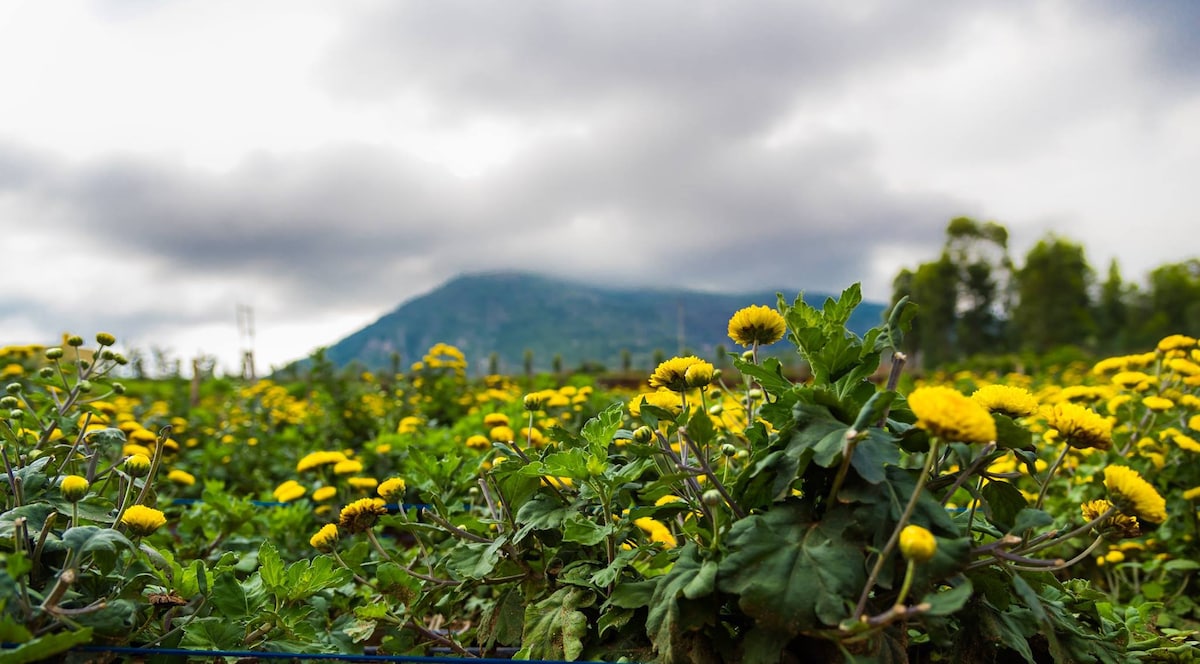 A field of vibrant yellow flowers fills the foreground, surrounded by lush green foliage. In the background, a mountain rises under a cloudy sky, creating a serene, natural setting that highlights the beauty of the landscape.