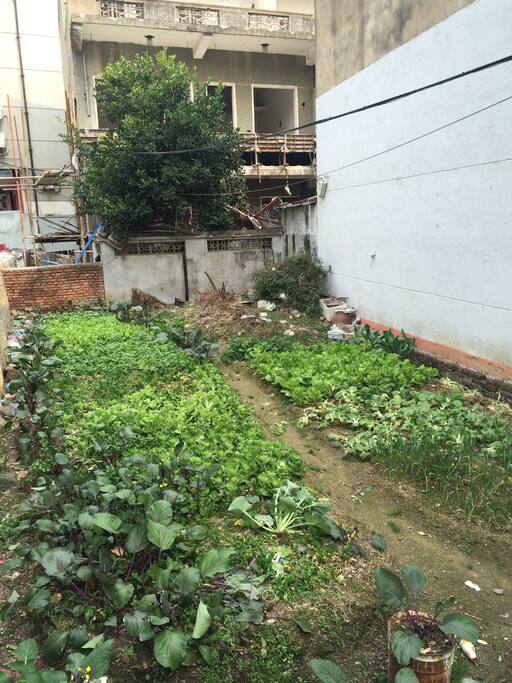 后院菜园