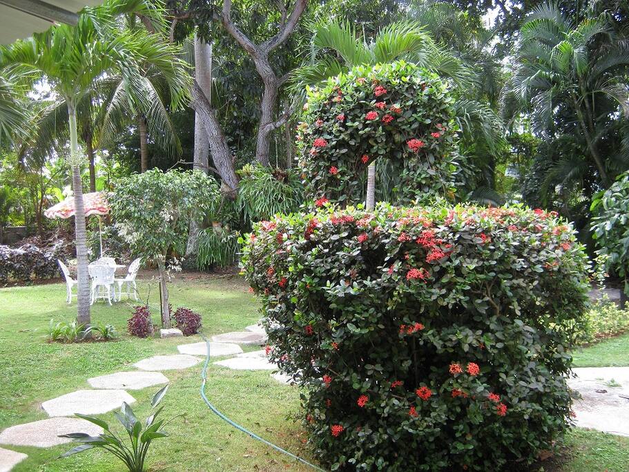 Patio trasero