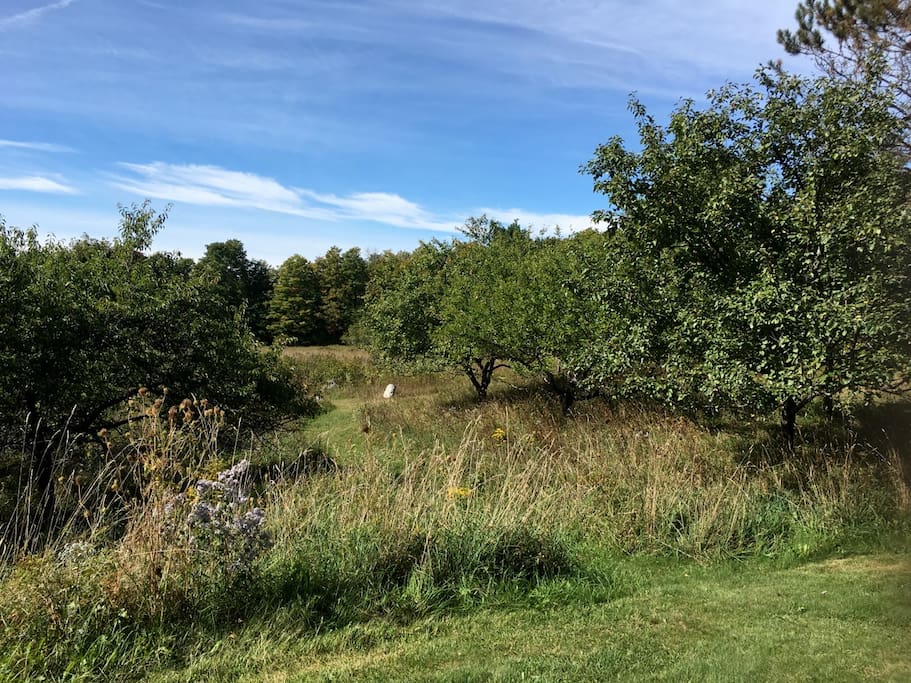 We have 14 acres of field, forest and a few old apple trees.