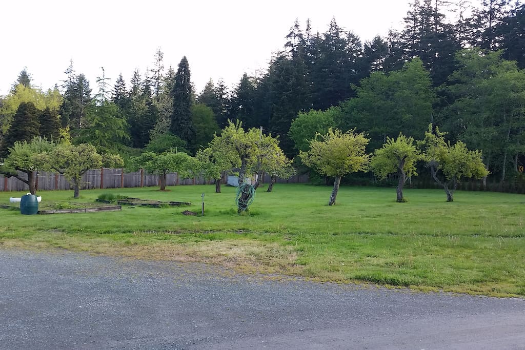 Fruit orchard and large yard
