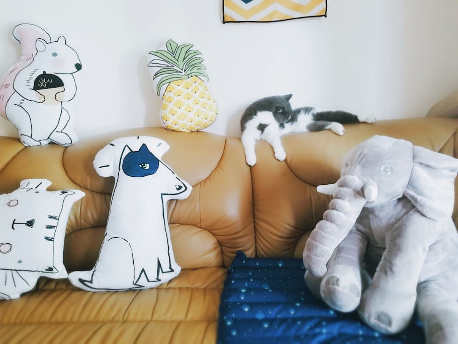 小猫,非常非常温柔