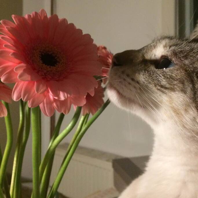 anton