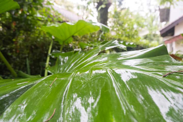Open Wildflower Trawas Valleyside No Corona Pondok Untuk Disewakan Di Trawas East Java Indonesia