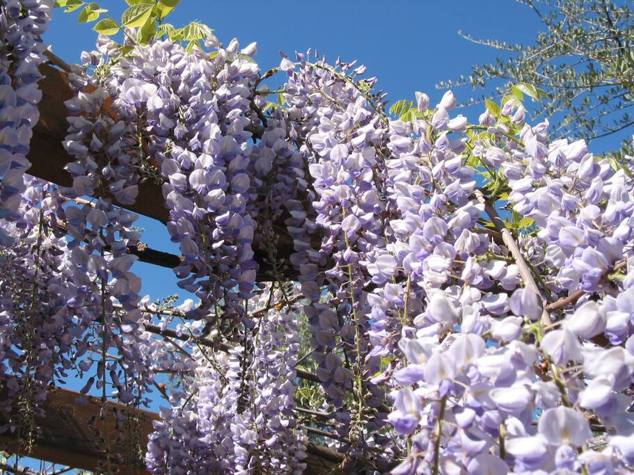 Car-port à l'ombre d'une glycine