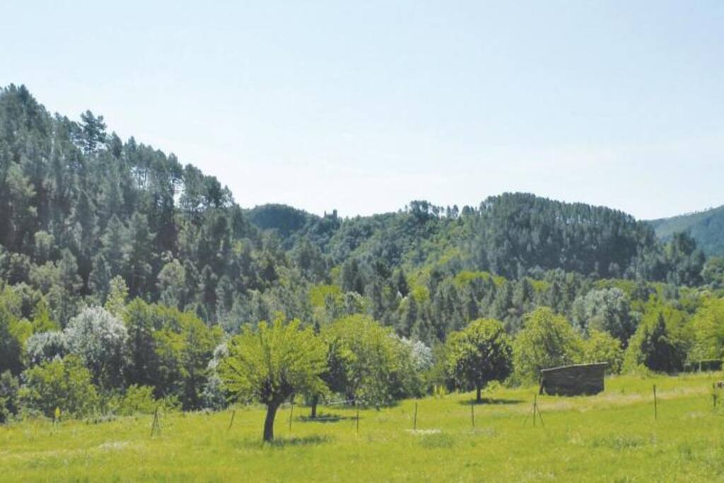 Le pré devant la maison