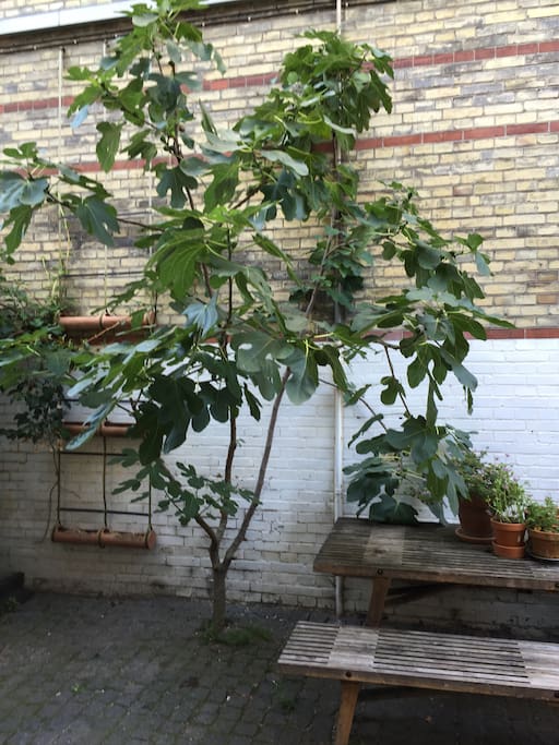 Back courtyard